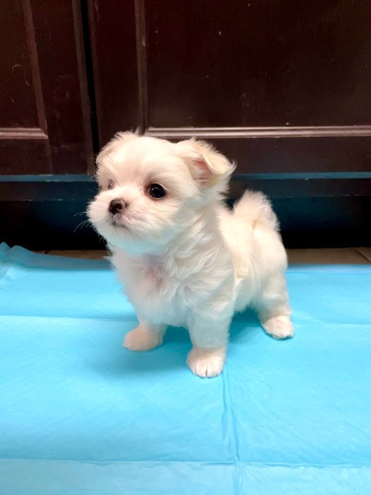 puppy.jpg puppy.jpg