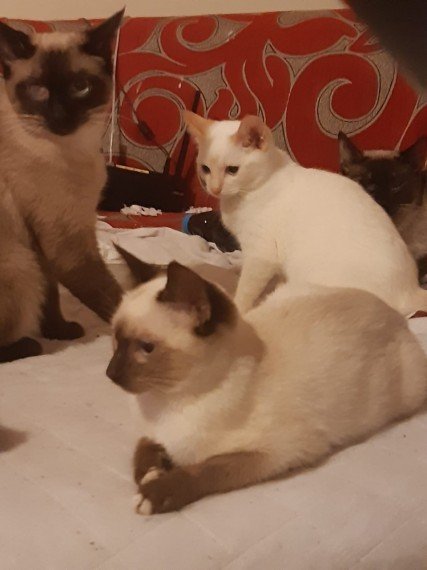 siamese-kittens-16-weeks-old-5fdd2ebc90ac3.jpg