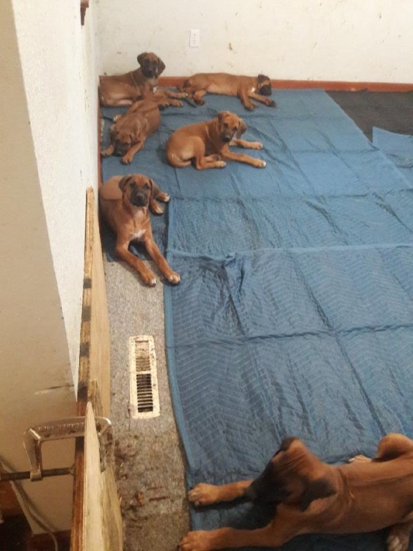 puppies.jpg