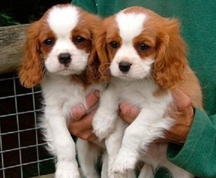 Cavalier-king charlesnspaniel.jpg