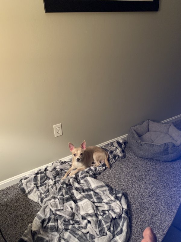 Rocky.jpg