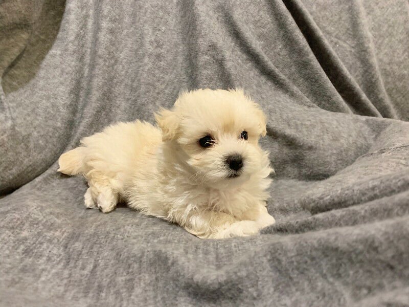MULTIGENERATIONAL MALTIPOO PUPPIES.jpg MULTIGENERATIONAL MALTIPOO PUPPIES.jpg
