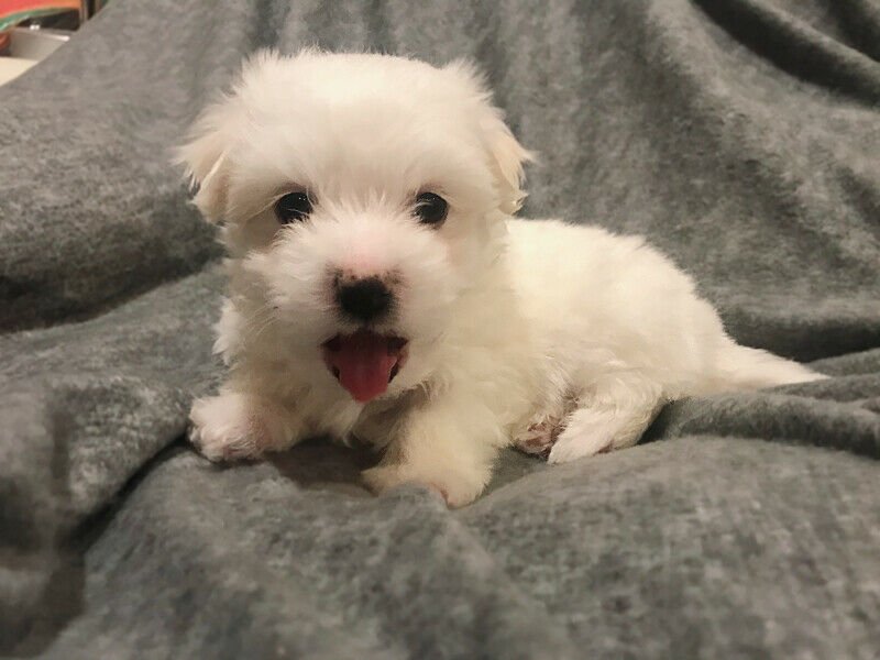 MULTIGENERATIONAL MALTIPOO PUPPIES1.jpg