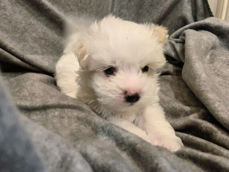 MULTIGENERATIONAL MALTIPOO PUPPIES2.jpg MULTIGENERATIONAL MALTIPOO PUPPIES2.jpg