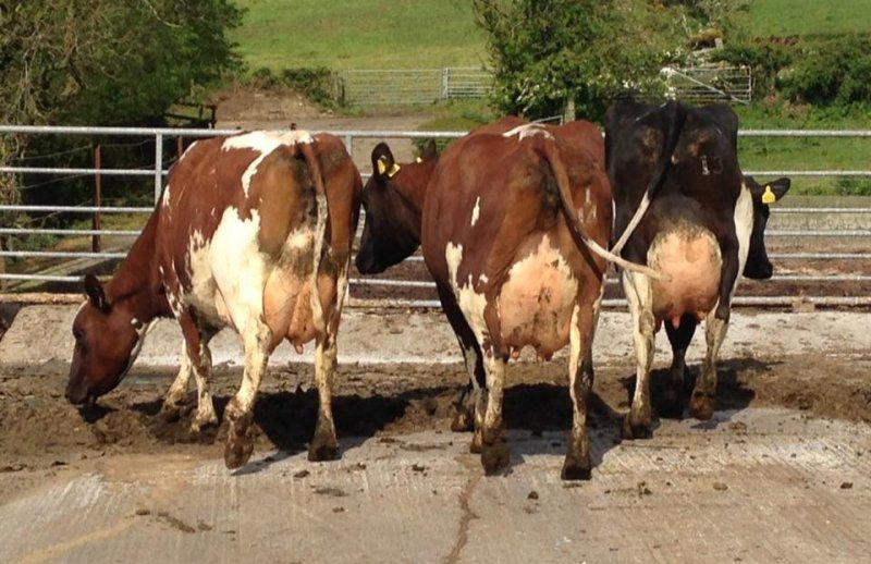 Ayrshire Cattle for Sale