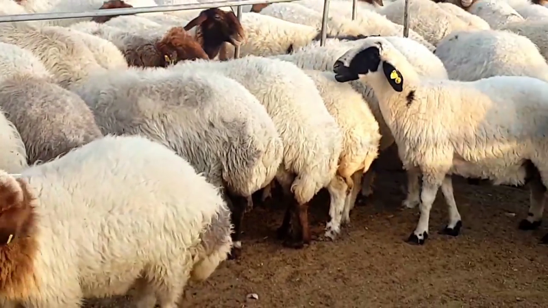 Awassi, Gissar (Fat Tail) Sheep & Other Breeds for Sale