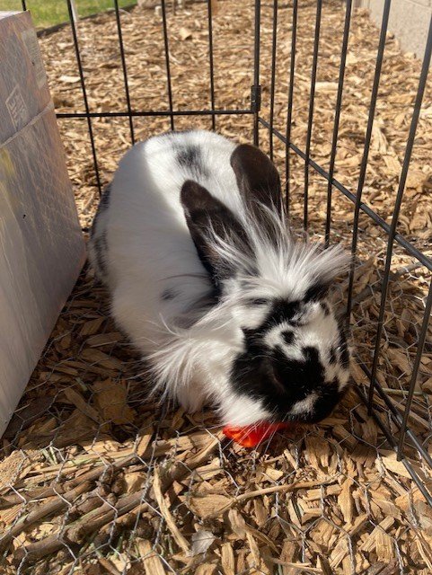 Oreo 1.jpg