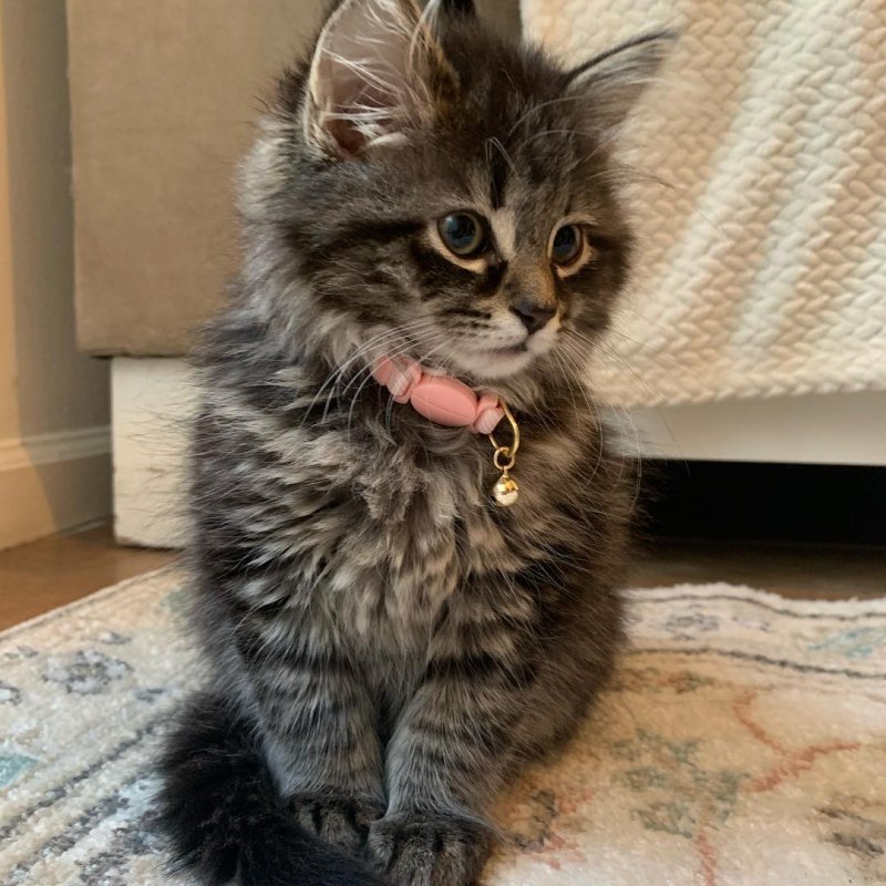 foxy_maincoonkitten-___CAZrWUQh4Ub___-1.jpg foxy_maincoonkitten-___CAZrWUQh4Ub___-1.jpg