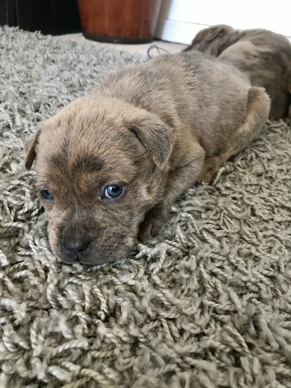 Understanding Your Pitbull Chow Chow Mixs Unique Needs - ij10qv3