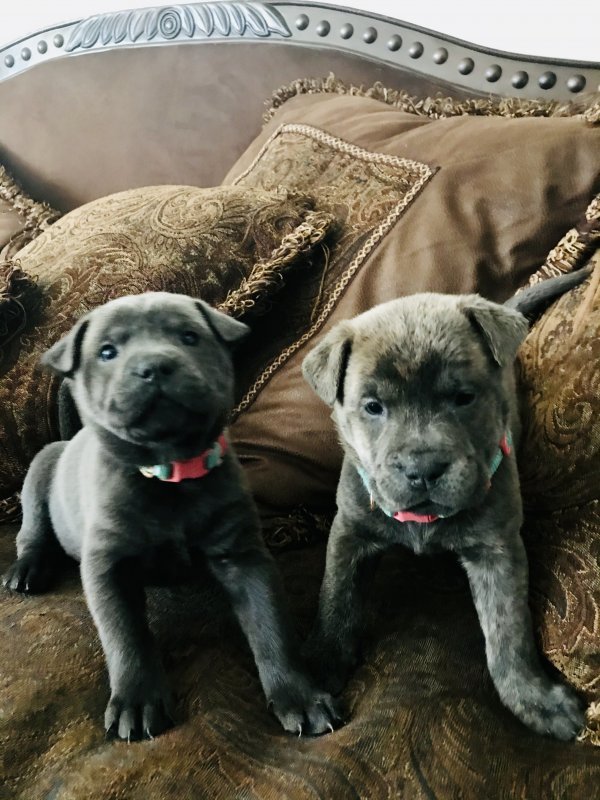 This Adorable Mix Will Steal Your Heart Pitbull Chow Chow - pylfmjn