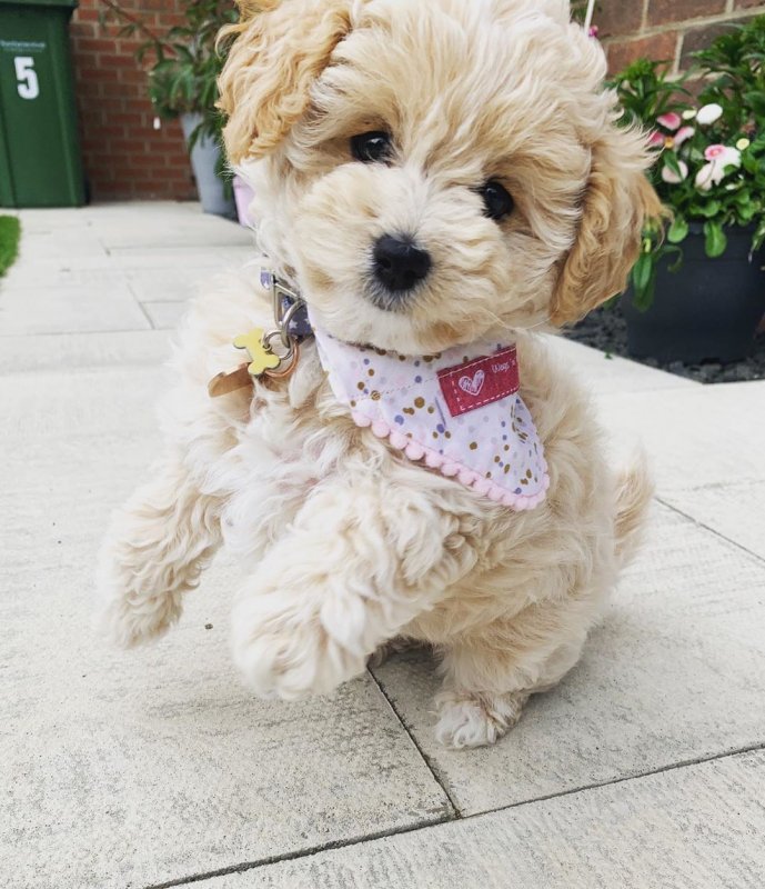 Millie Female......jpeg