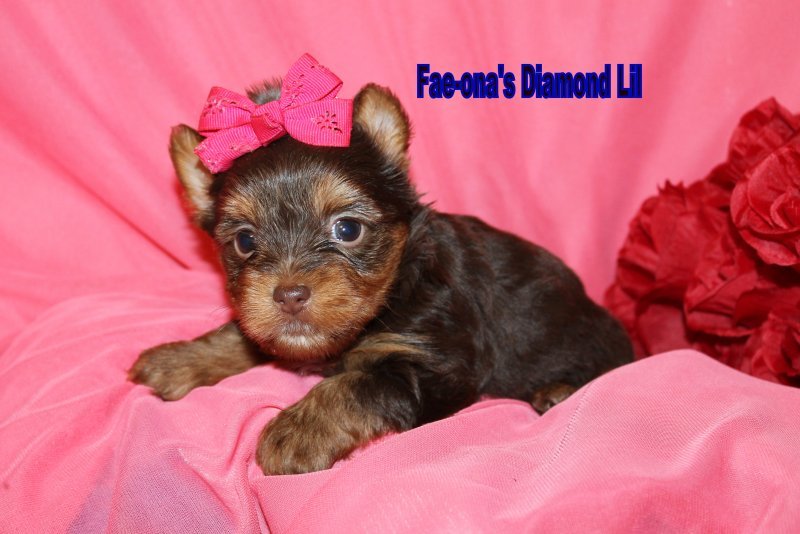  fae-ona's Diamond lil.jpg