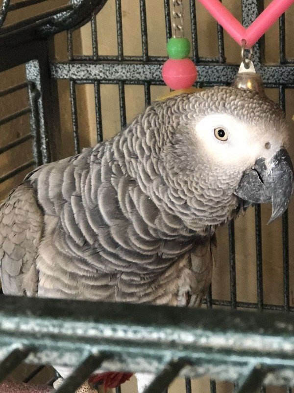 Parrot 1.jpg