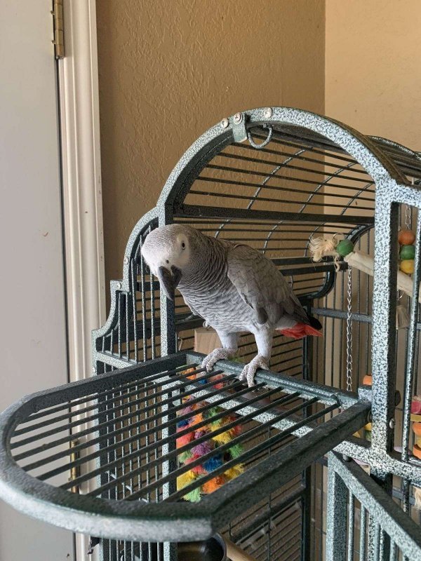 parrot 2.jpg