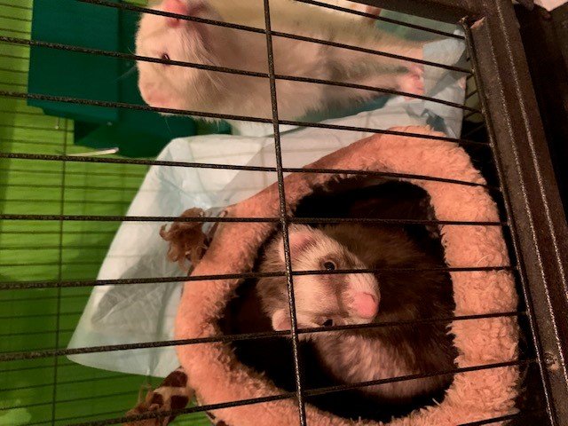 ferret 1.jpg ferret 1.jpg