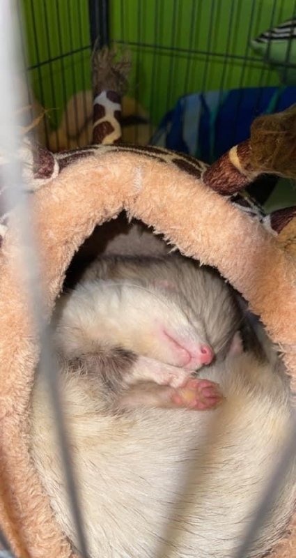 ferret 2.jpg ferret 2.jpg