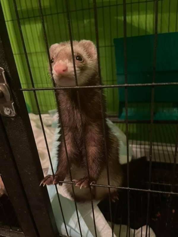 ferret 3.jpg ferret 3.jpg