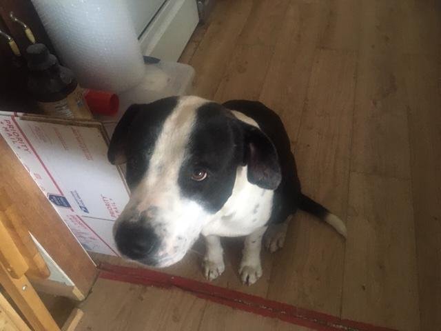dog2.jpg