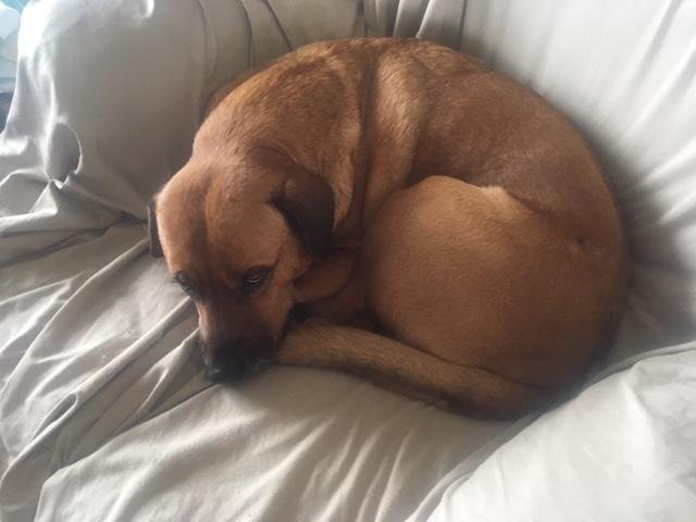 dog3.jpg