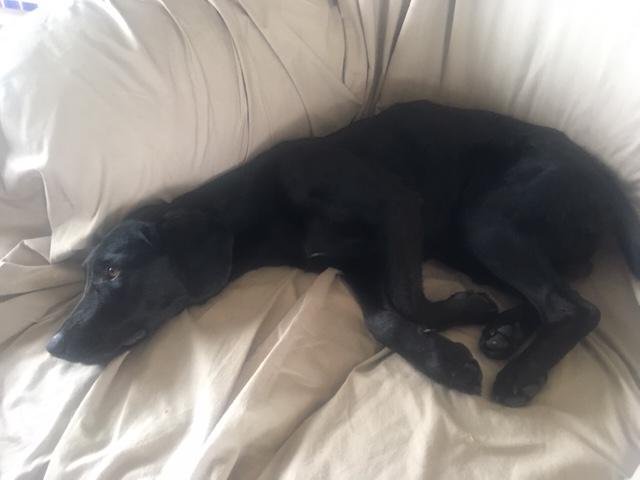 dog4.jpg