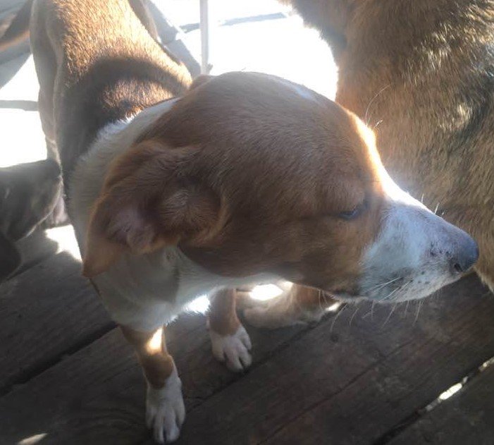 pup5.jpg