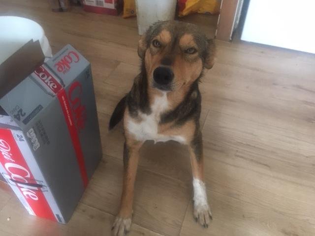 dog5.jpg