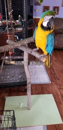 new bird.jpg