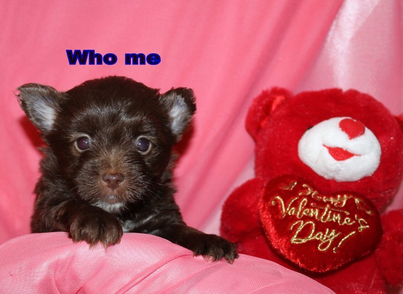   dark  chocolate male who me.jpg