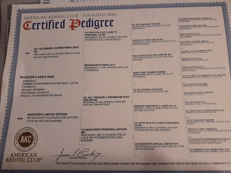 pedigree-ace.jpg pedigree-ace.jpg