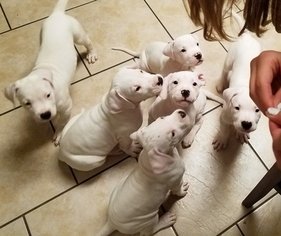 Dogo puppies ..................................jpg Dogo puppies ..................................jpg