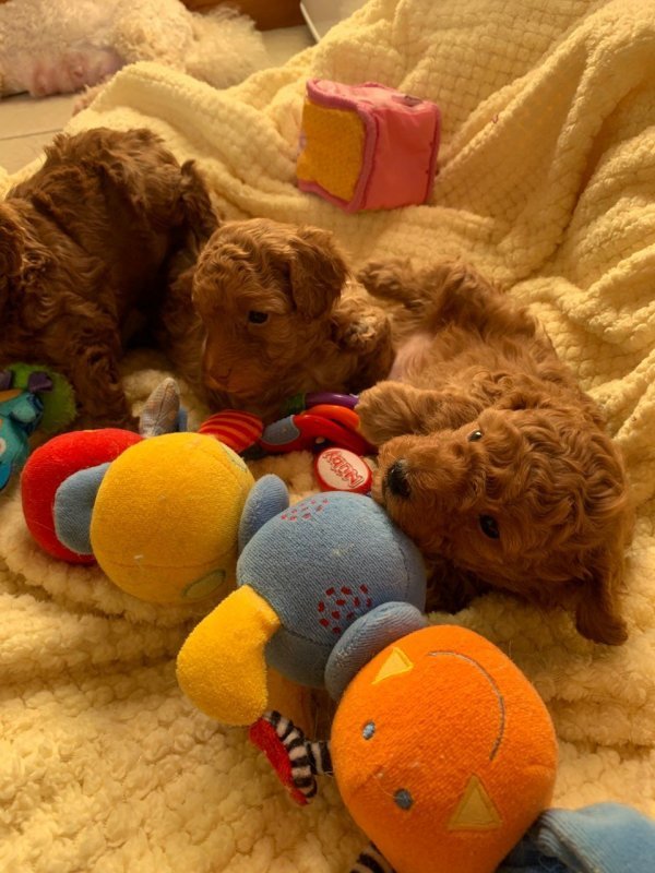 gorgeous-toy-poodle-boys-from-healthy-parents-602703bb0b490.jpg gorgeous-toy-poodle-boys-from-healthy-parents-602703bb0b490.jpg