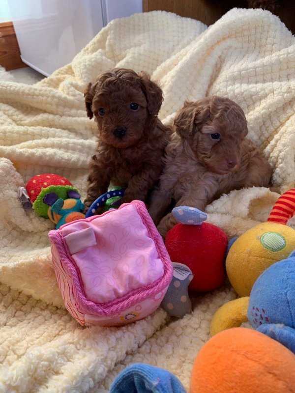 gorgeous-toy-poodle-boys-from-healthy-parents-602703bb7d6a2.jpg gorgeous-toy-poodle-boys-from-healthy-parents-602703bb7d6a2.jpg