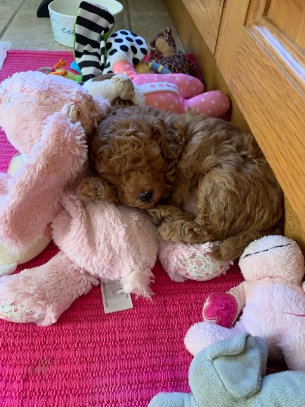 gorgeous-toy-poodle-boys-from-healthy-parents-602703bc625cb.jpg gorgeous-toy-poodle-boys-from-healthy-parents-602703bc625cb.jpg