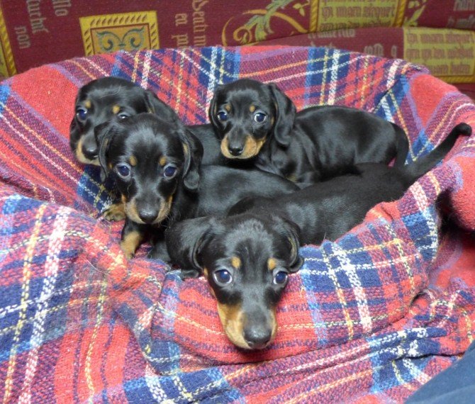 miniature-smooth-haired-dachshund-601451ed36f5e.jpg miniature-smooth-haired-dachshund-601451ed36f5e.jpg
