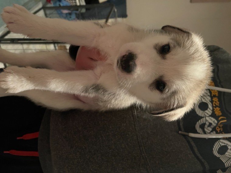 beautiful-huskies-for-sale-6012eccc6303f.jpg