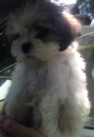 puppy.jpg