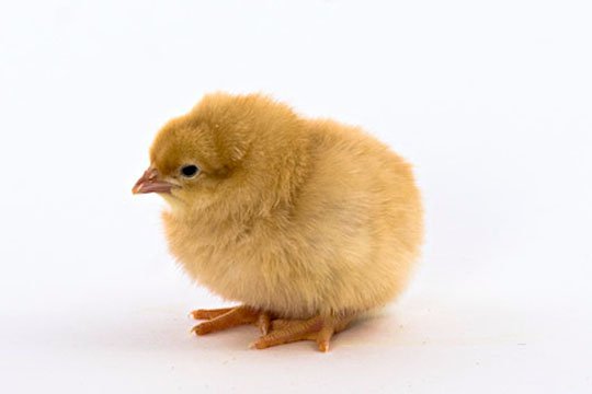 chicks_buff_orpington4.jpg