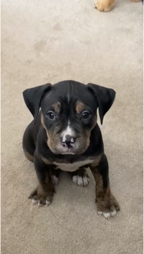 Pup1.PNG Pup1.PNG