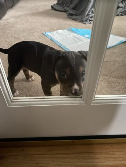 Pup2.PNG Pup2.PNG