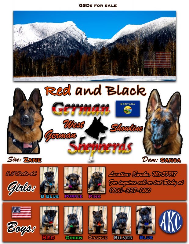 flyer done no gradiant.jpg