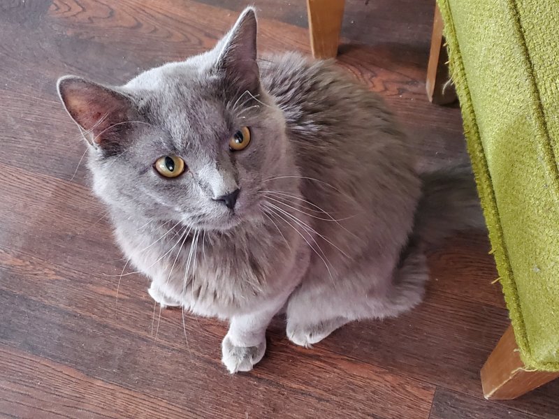 Nebelung Cat for Sale