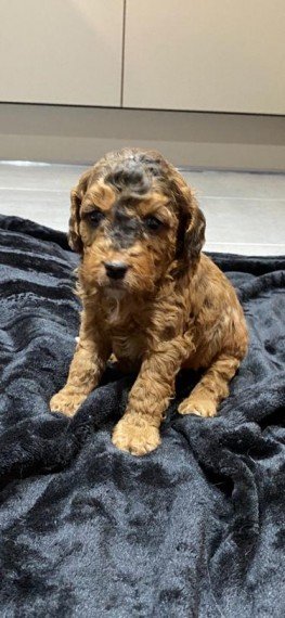 absolutely-beautiful-litter-of-cockapoos-602a775abcb78.jpg