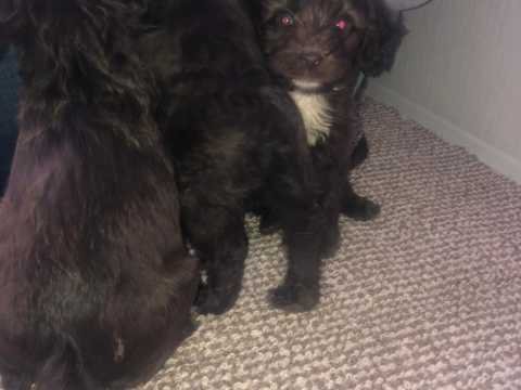 cockerpoo-puppies-602eb215c58f6.jpg cockerpoo-puppies-602eb215c58f6.jpg