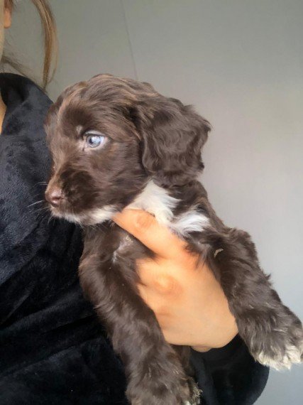 cockerpoo-puppies-602eb2132a460.jpg cockerpoo-puppies-602eb2132a460.jpg