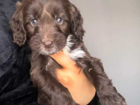 cockerpoo-puppies-602eb2144fba8.jpg cockerpoo-puppies-602eb2144fba8.jpg