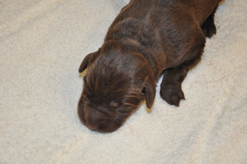 Puppies 223215.JPG