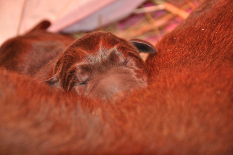 Puppies 223216.JPG