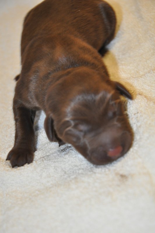 Puppies 223213.JPG