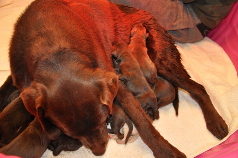 Puppies 22321.JPG