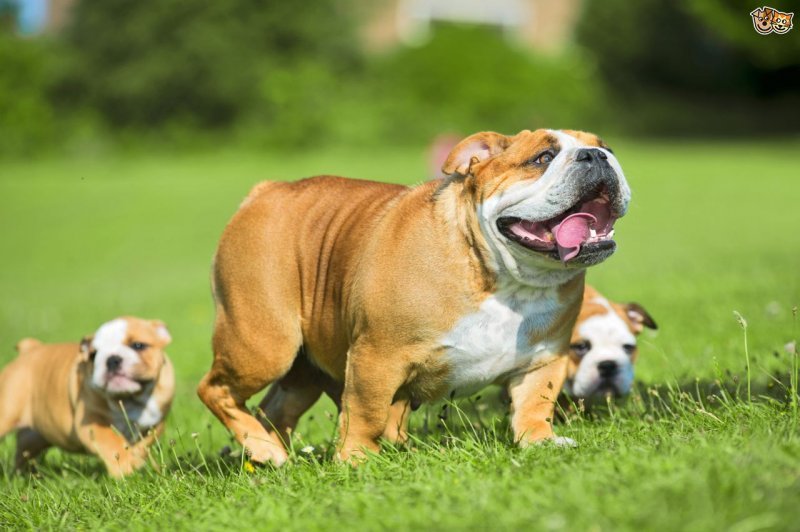english bulldog..jpg